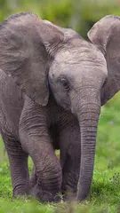 動物園ライブ壁紙 アプリダウンロード