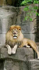 動物園ライブ壁紙 アプリダウンロード