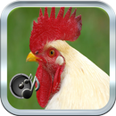 Sonido De Gallo APK