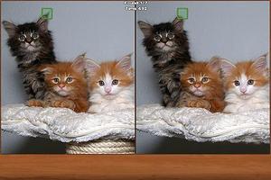 برنامه‌نما Cats Spot the Difference عکس از صفحه