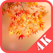 Autumn Wallpapers QHD 2K 4K