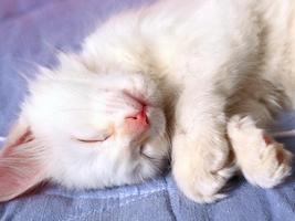 Cat Wallpapers HD captura de pantalla 3