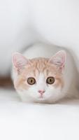 Cat Wallpapers HD الملصق