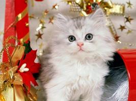 Cat Wallpapers HD captura de pantalla 2