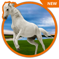 3D HD Live Horse Wallpaper