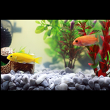 Akvaryum Canlı Balık Duvar Kağ