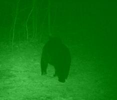 Night Vision Screenshot 1