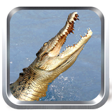Wilde Crocodile Simulator Zeichen
