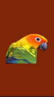 Scream Maverick The Parrot Affiche