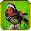 Animal Sounds APK