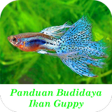 Panduan Budidaya Ikan Guppy icône