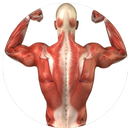 Muscular System Guide APK