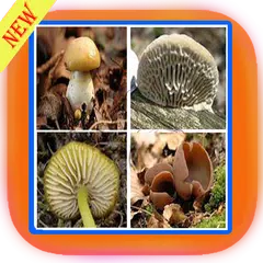 Book Of Mushrooms Free APK download