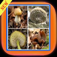Book Of Mushrooms Free 포스터