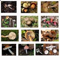 Book Of Mushrooms Free capture d'écran 1