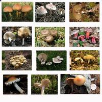 Book Of Mushrooms Free capture d'écran 2