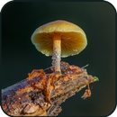 Mushroom Wallpaper APK