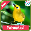 Suara Burung Pleci