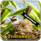 Burung Trucukan Master أيقونة