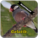 APK Burung Gelatik Master