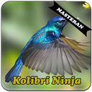 Burung Kolibri Ninja Master aplikacja