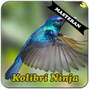 Burung Kolibri Ninja Master APK