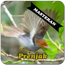 APK Burung Prenjak Master