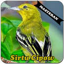 APK Burung Sirtu Cipow Master