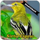 Burung Sirtu Cipow Master APK
