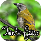 CANTO DE TRINCA FERRO 아이콘