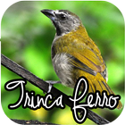 ikon CANTO DE TRINCA FERRO