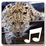 Wild Animal Soundboard