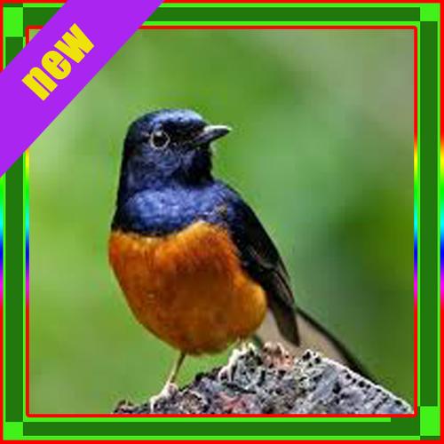 Murai Master For Android Apk Download