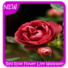 Red Rose Flower Wallpaper icône