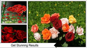 Red Rose Flower Wallpaper capture d'écran 1