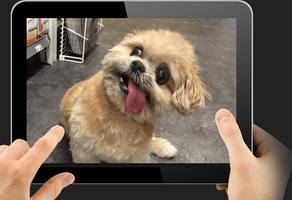 برنامه‌نما TV Video Pets & Funny Animals عکس از صفحه