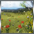 Spring HD Live Wallpaper icône
