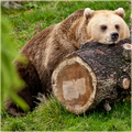 Bear Wallpapers