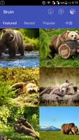 Bear Wallpapers پوسٹر