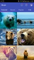 Bear Wallpapers скриншот 1