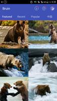 Bear Wallpapers Ekran Görüntüsü 2