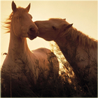 Free Horse Wallpaper ikon
