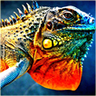 Lguana Wallpapers - Fancy Free