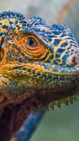 Lguana Wallpapers - Fancy Free 截圖 2