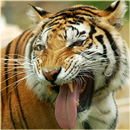 APK Tiger Wallpaper - Fancy Free