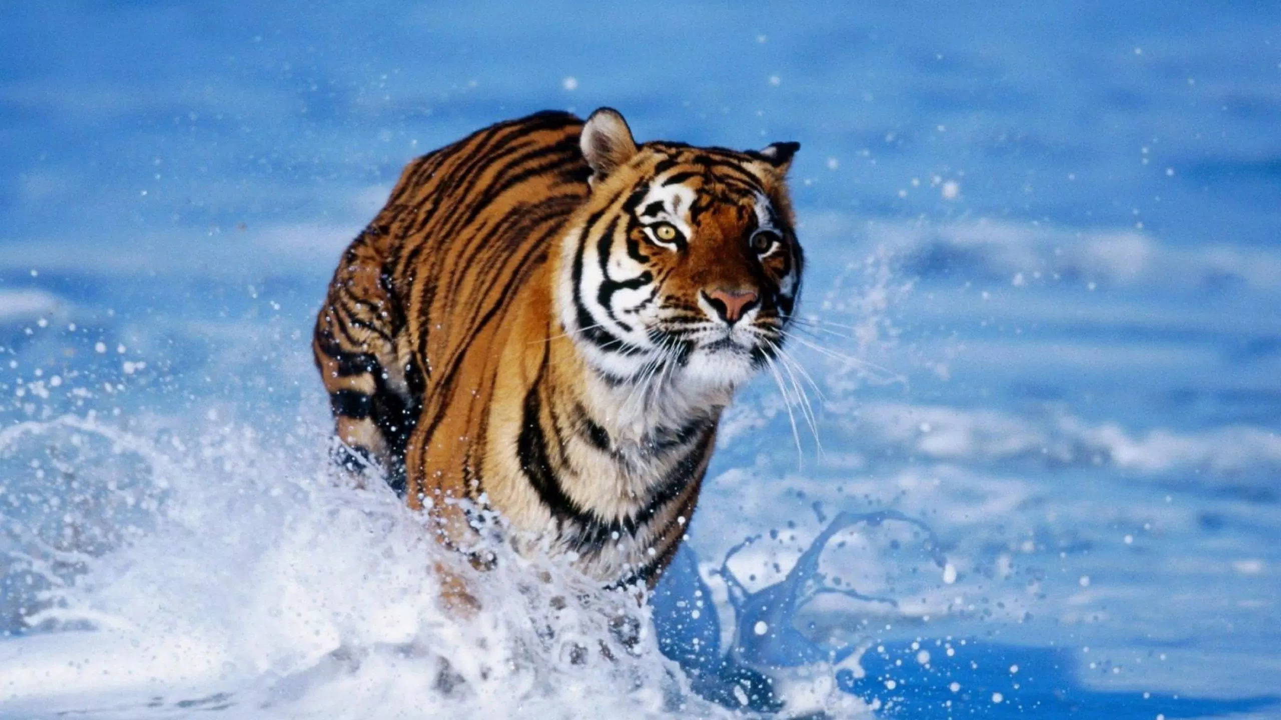 Skachat Tiger Wallpaper Fancy Free Apk Dlya Android