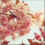 Aroma of Peach  Wallpapers