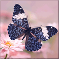 Beautiful Butterfly Wallpapers