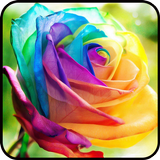 Fancy Colorful Wallpapers آئیکن