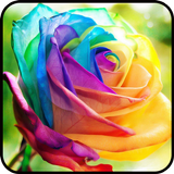 Fancy Colorful Wallpapers icono